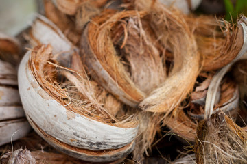 Tropical Coconut dry Shell and fiber peel for coconut milk. close up Island summer plant brown...