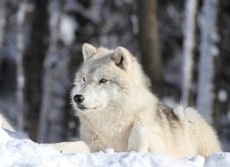 loup arctique relaxant
