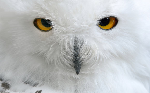 white polar owl sitting on a stick in the zoo