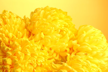 bright chrysanthemums flowers, on yellow background