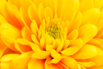 Yellow flower close up