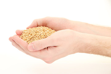 man hands with grain, isolated on white