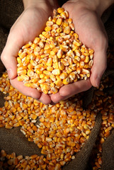 man hands with grain, on yellow corn background