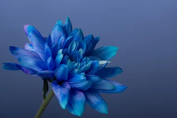 Raamstickers Blue Chrysanthemum © Ingus Evertovskis