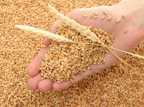 man hand with grain, on wheat background