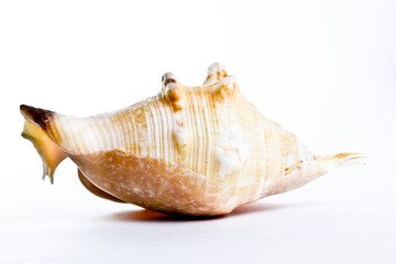 Shell
