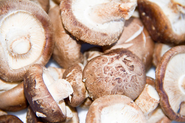 fresh mushroom champignon