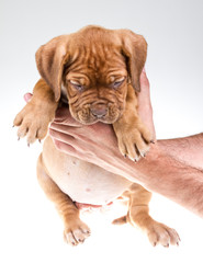 Obraz premium bordeaux dog