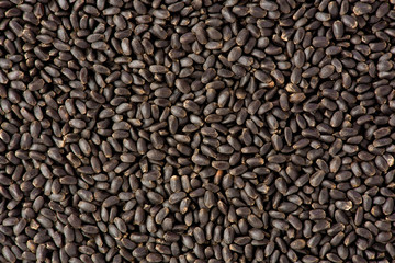 Sweet Basil Seeds (Ocimum basilicum)