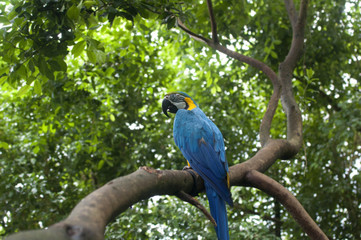 Parrot in the jungle