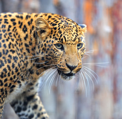 Leopard