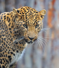 Leopard