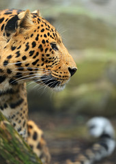 Obraz premium Leopard