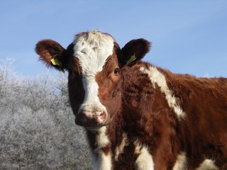 KONICA MINOLTA DIGITAL CAMERA