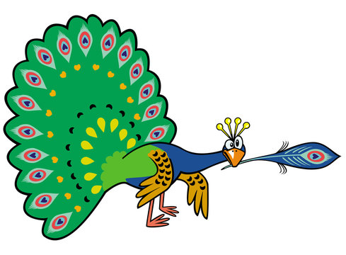 cartoon peacock