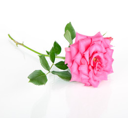 pink rose flower isolated on a white