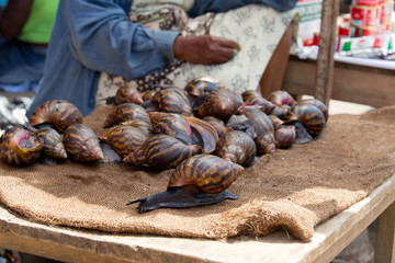 Massive snails