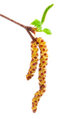 Fototapeta premium spring twig birch with green leaves and catkins, on a white back