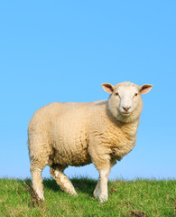 Sheep standing on seawall