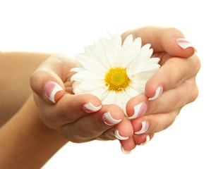 Beautiful woman hands with camomile, isolated on white