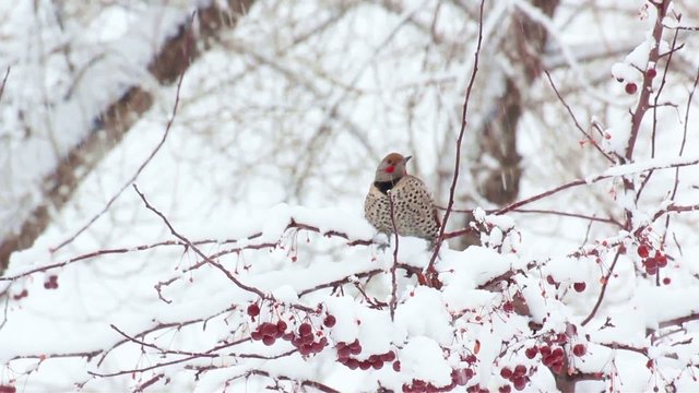 Northern Flicker Woodpecker in a tree in winter snow