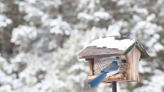 Western Scrub Jay bird eating from a feeder in winter