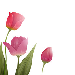 Vector Illustration of Colorful Tulips