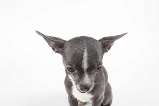 Chihuahua bleu