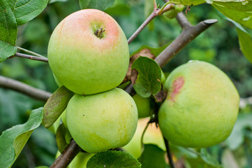 Fototapeta The fruits of apple trees obraz