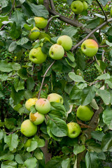 The fruits of apple trees