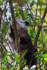 Virginia Opossum (Didelphis virginiana)  in a tree