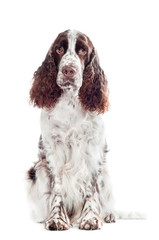 springer spaniel dog portrait isolated - obrazy, fototapety, plakaty