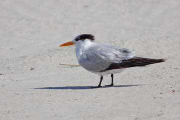 Royal Tern on beach