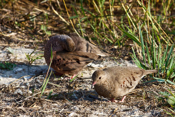 Common Ground-dove, Columbina passerina