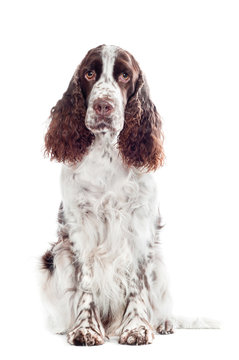 springer spaniel dog portrait isolated