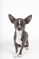Obraz premium chihuahua bleu