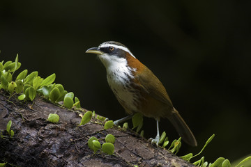 Streak-breasted Scimitar Babbler,Pomatorhinus ruficollis