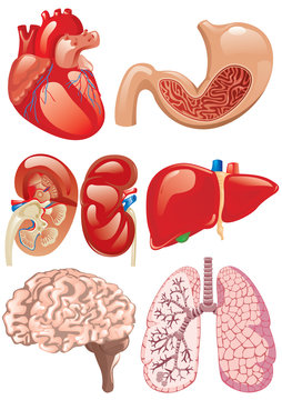 internal organs set