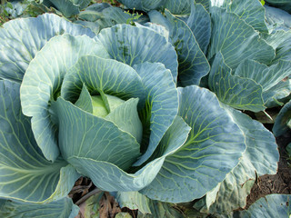 Obraz premium close-up of fresh cabbage in the vegetable garden