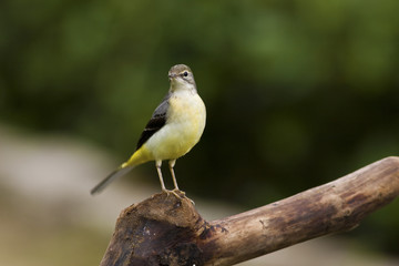 Gray Wagtail,Motacilla cinerea