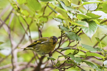 Eurasian Siskin,Carduelis spinus