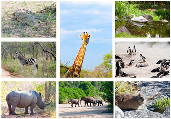 African wild animals collage, fauna in Kruger Park, South Africa