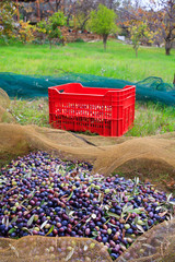 Fototapeta premium Olives harvest