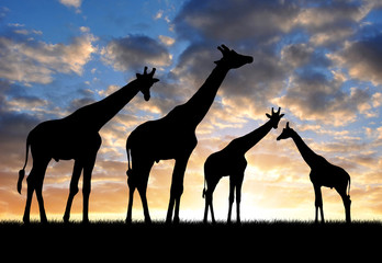 herd of giraffes in the sunset