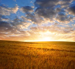 Foto op Plexiglas sunset over wheat fields © vencav