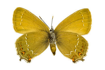 Satyrium ilicis (Ilex Hairstreak)