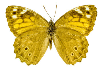 Kirinia roxelana (Lattice Brown)