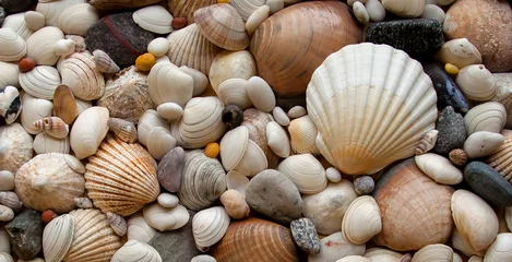 Deurstickers Sea Shells Seashells! - scallop and assorted shells / pebbles © EdwardSamuel