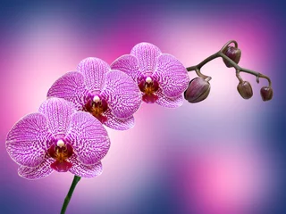 Papier Peint photo autocollant Orchidée Close up of orchid flower