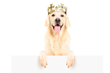Golden retriever dog wearing crown and standing on a panel